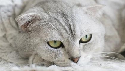 海角更顺畅的播放要点